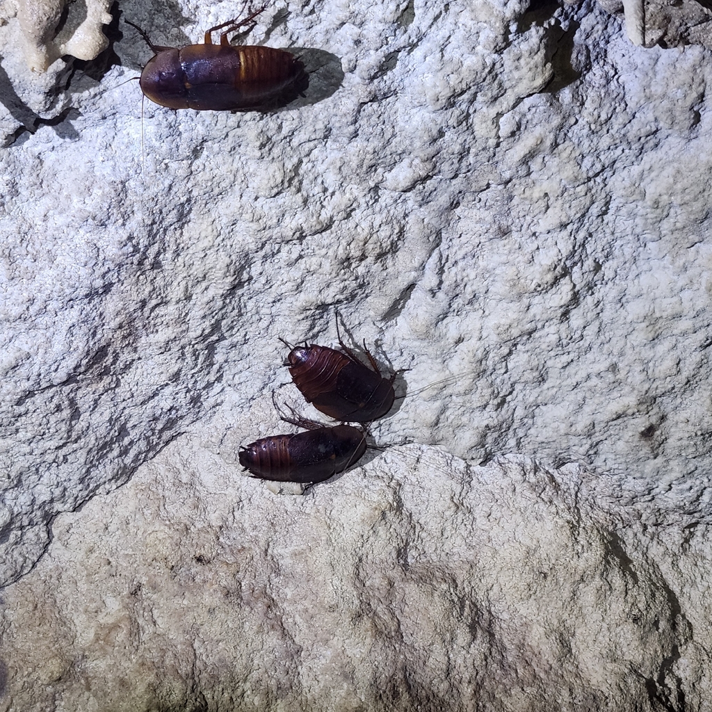 Aspiduchus borinquen