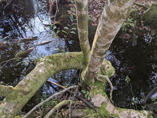Ilex opaca