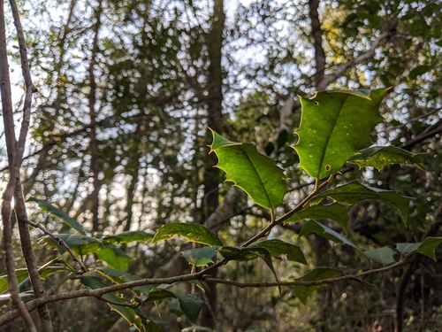 Ilex opaca