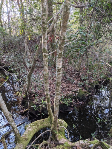 Ilex opaca