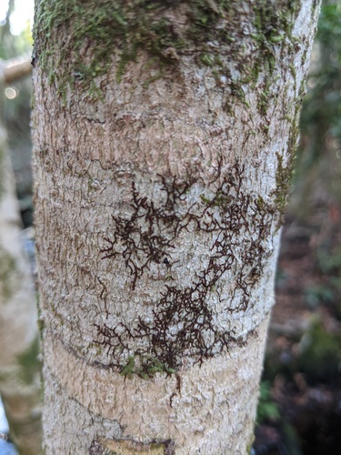 Ilex opaca