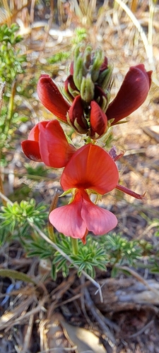 Finger Indigo (Indigofera digitata)