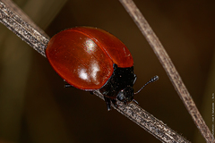 Aegithus clavicornis