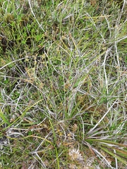 Carex stellulata