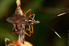 Holhymenia histrio