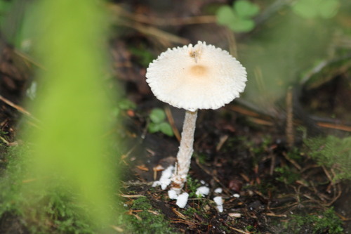 Lepiota clypeolaria — (c) Tatiana Strus, some rights reserved (CC BY)