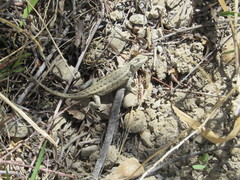Sceloporus graciosus graciosus