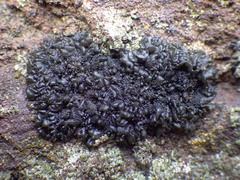 Scytinium schraderi