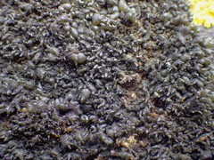 Scytinium schraderi