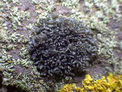 Scytinium schraderi