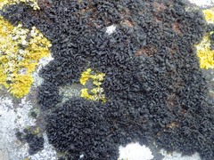 Scytinium schraderi
