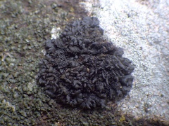 Scytinium schraderi