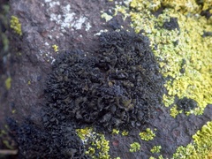 Scytinium schraderi