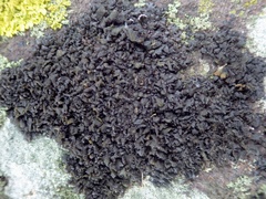 Scytinium schraderi