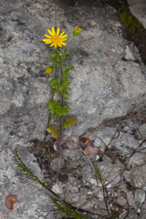 Jacobaea delphiniifolia