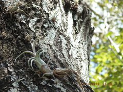 Tillandsia paucifolia