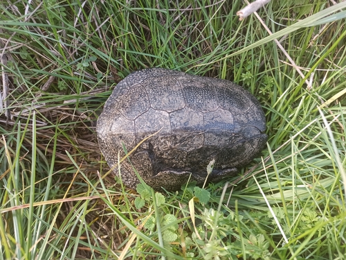 European Pond Turtle