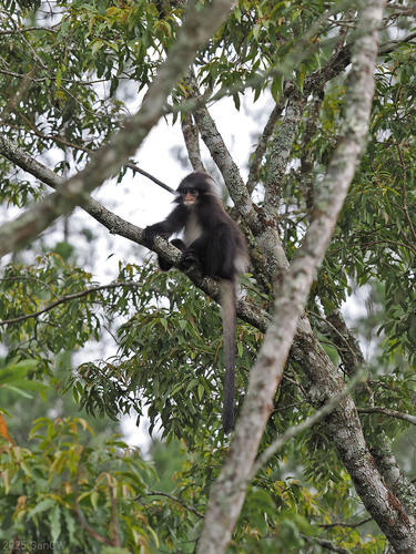 Black Sumatran Langur