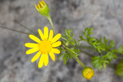 Jacobaea delphiniifolia