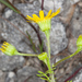 Jacobaea delphiniifolia - Photo (c) Drepanostoma, algunos derechos reservados (CC BY-NC)