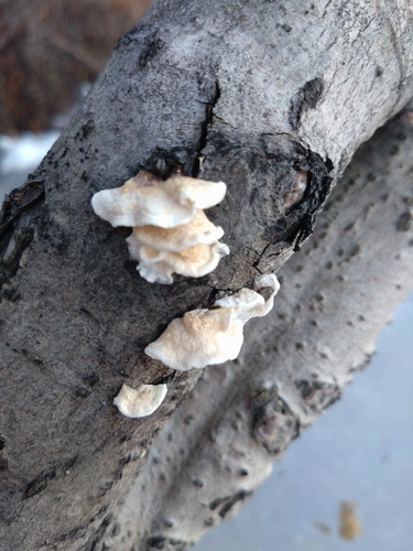 Snow-White Crust
