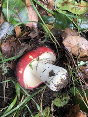 Russula californiensis