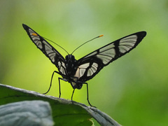 Methona confusa psamathe