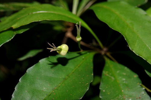 Cleidion claoxyloides in life