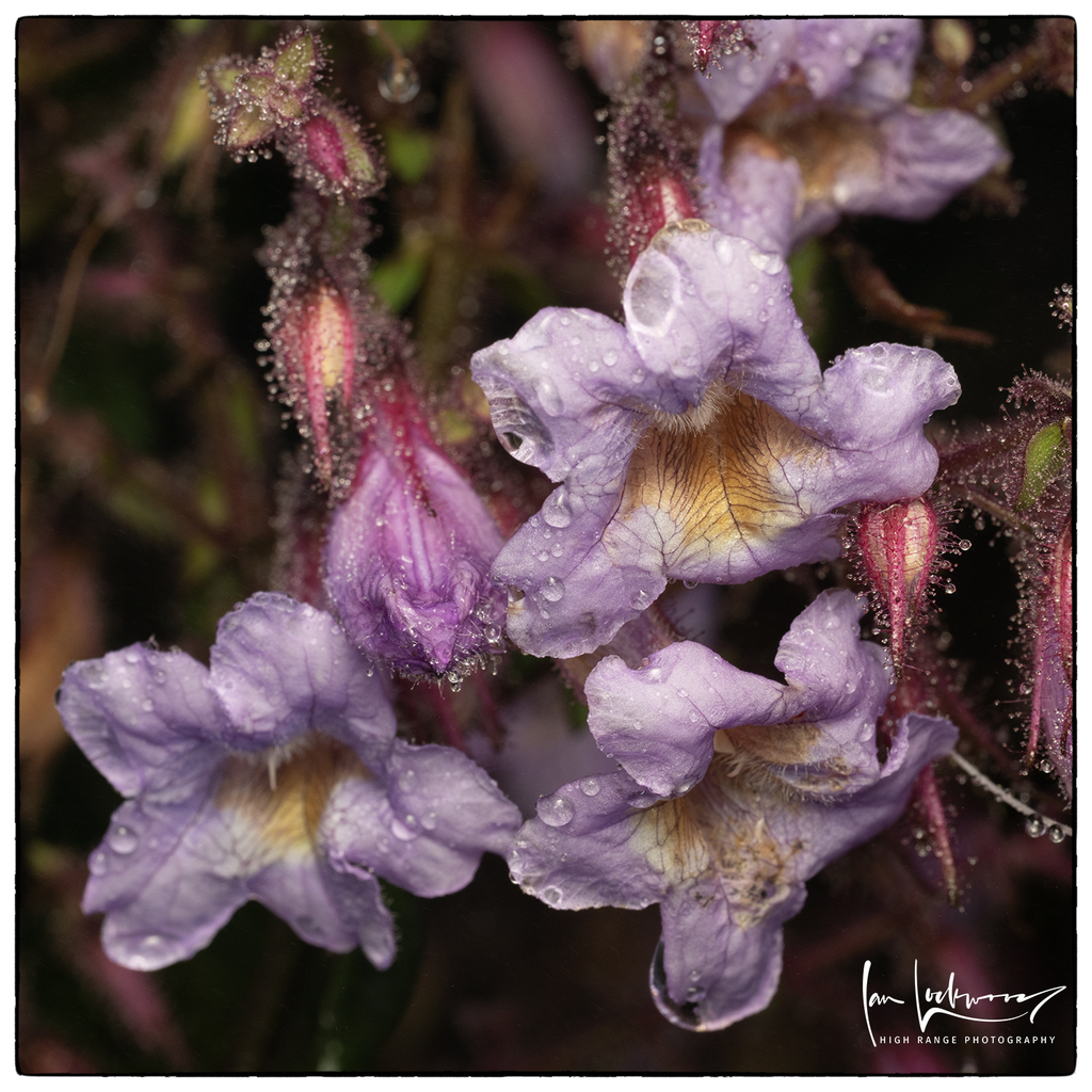 Strobilanthes pulcherrima