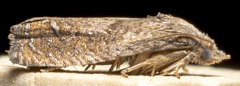 Eucosma sombreana
