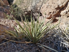 Agave felgeri