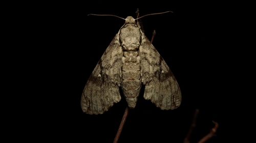 Manduca vestalis