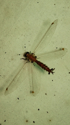 Albardia furcata photo 4