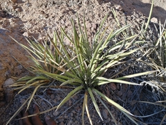 Agave felgeri