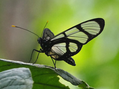 Methona confusa psamathe