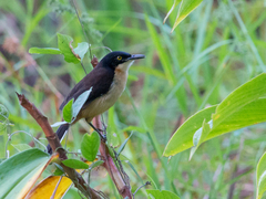 Donacobius atricapilla