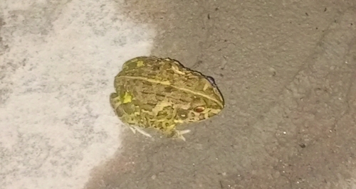 Edible bullfrog