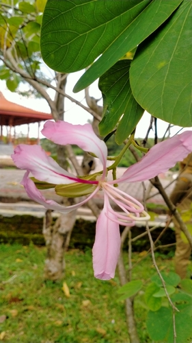 Bauhinia hirsuta observed 2025-12-23