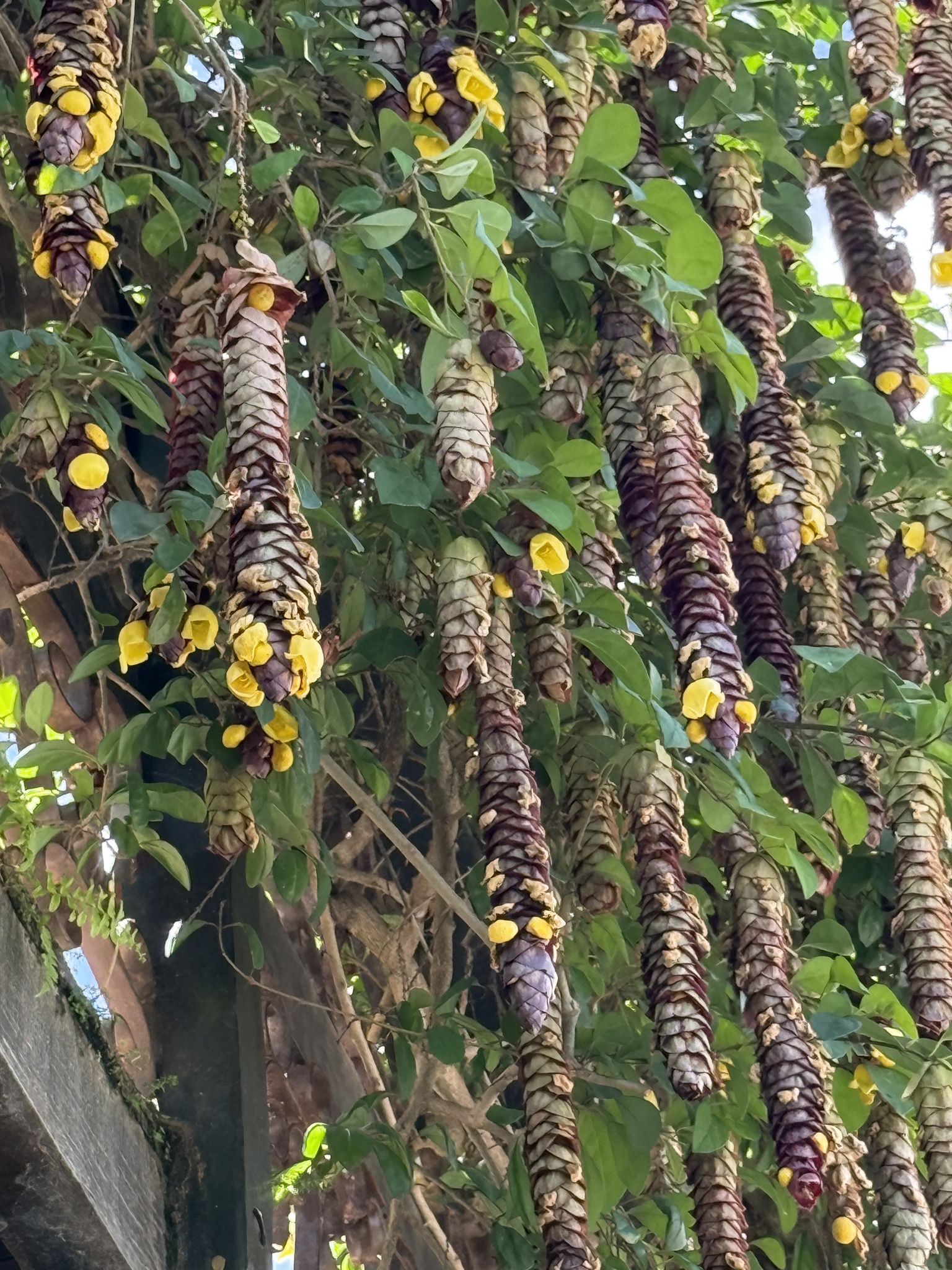 Gmelina philippensis