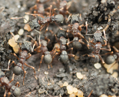 Cyphomyrmex