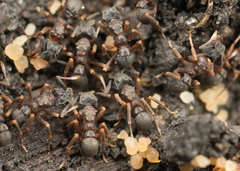 Cyphomyrmex