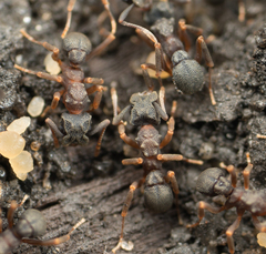 Cyphomyrmex