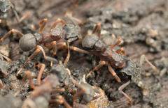 Cyphomyrmex
