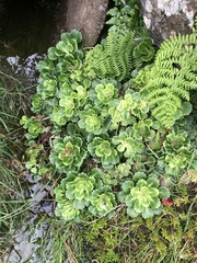 Saxifraga spathularis