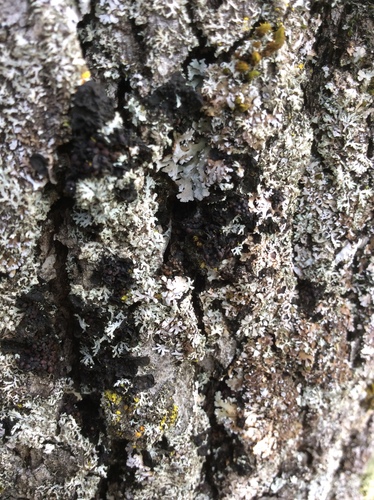 iNaturalist observation photo of Blistered Jelly Lichen