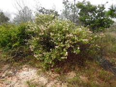 Mimosa albida