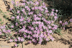 Cleretum hestermalense