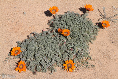 Gazania leiopoda