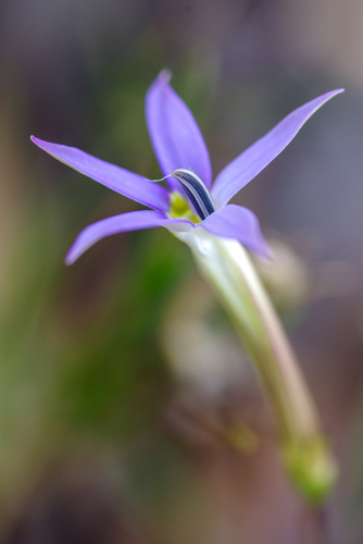 Isotoma Axillaris (Lithotoma axillaris)