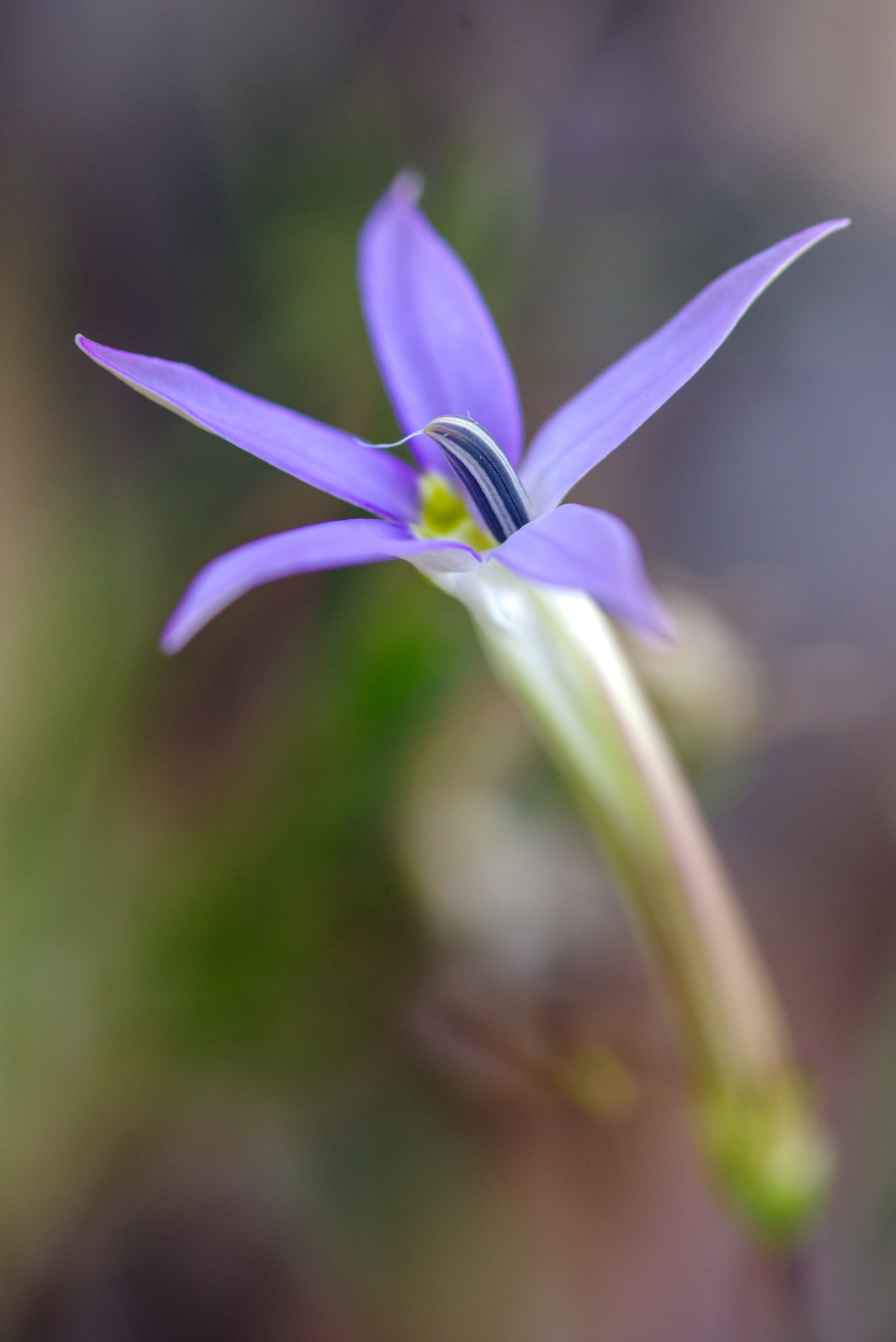 Isotoma Axillaris (Lithotoma axillaris)